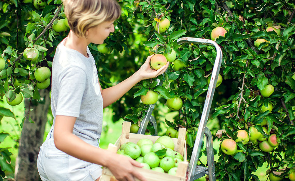 Fall Nature Picking Activities in the PNW - Woman picking apples - PNW Life Header Image