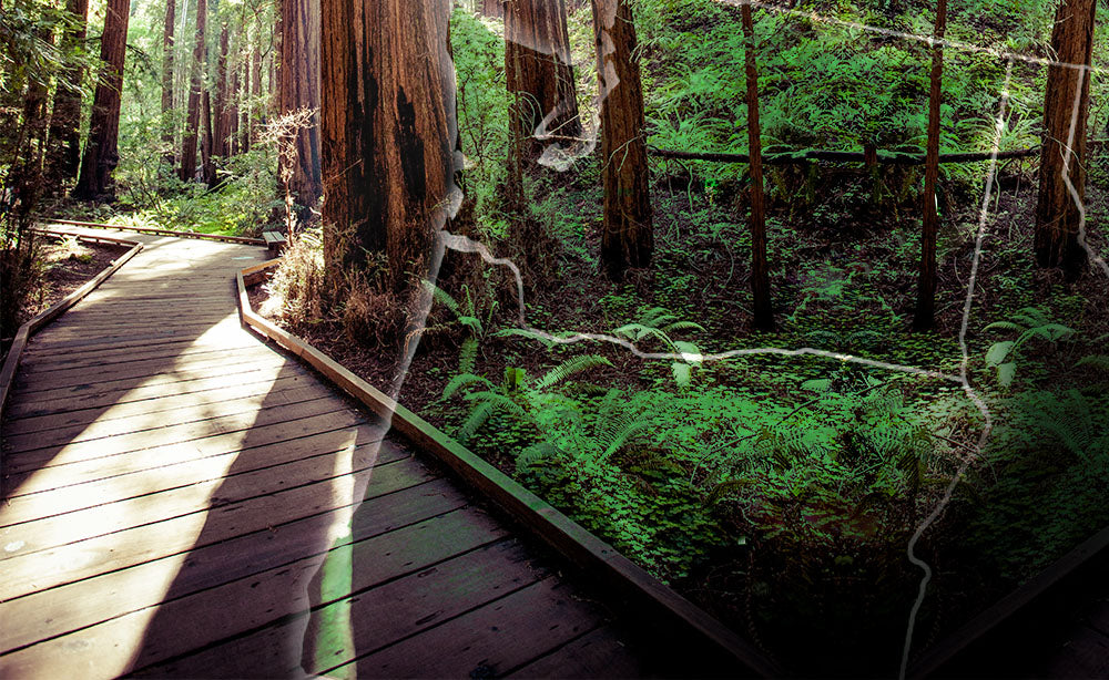 National Parks of the PNW - Wooden pathway hiking Trail - PNW Life Header Image