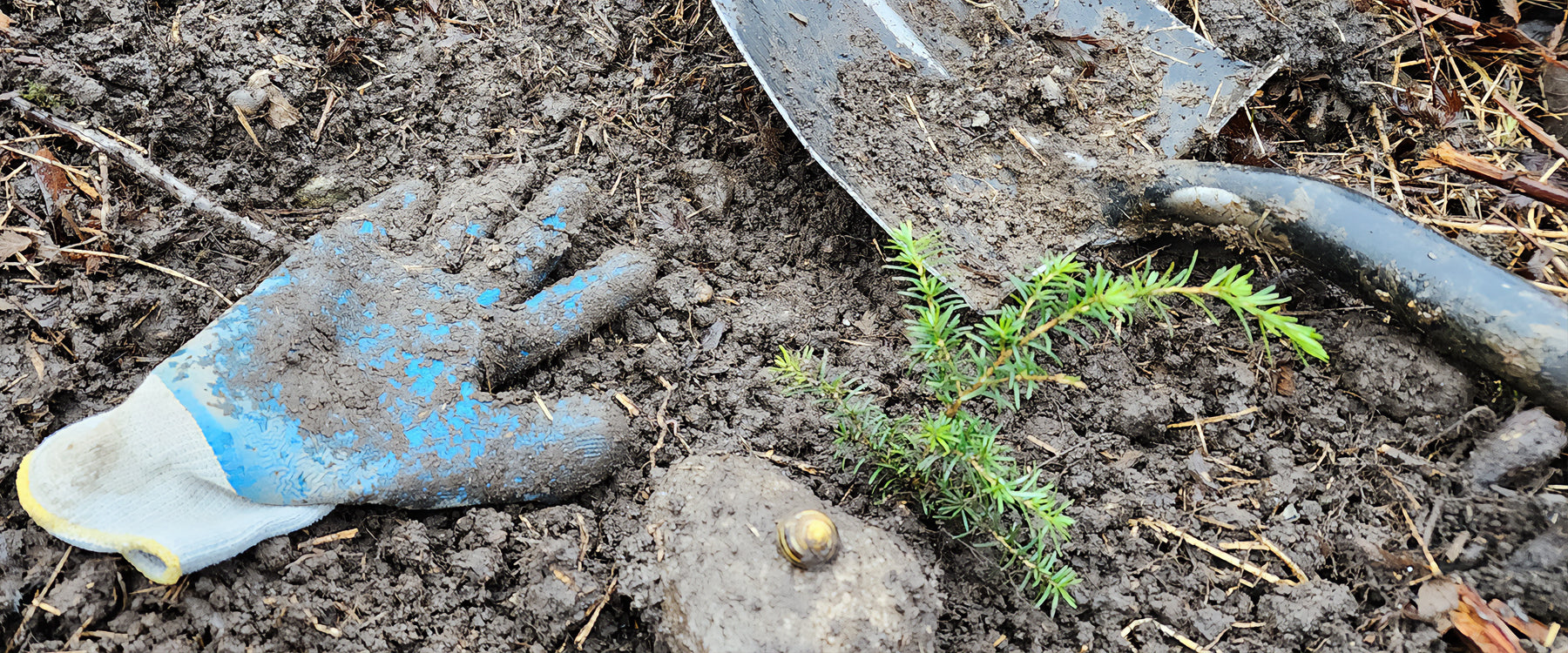 Freshly planted tree in Arlington with shovel and glove