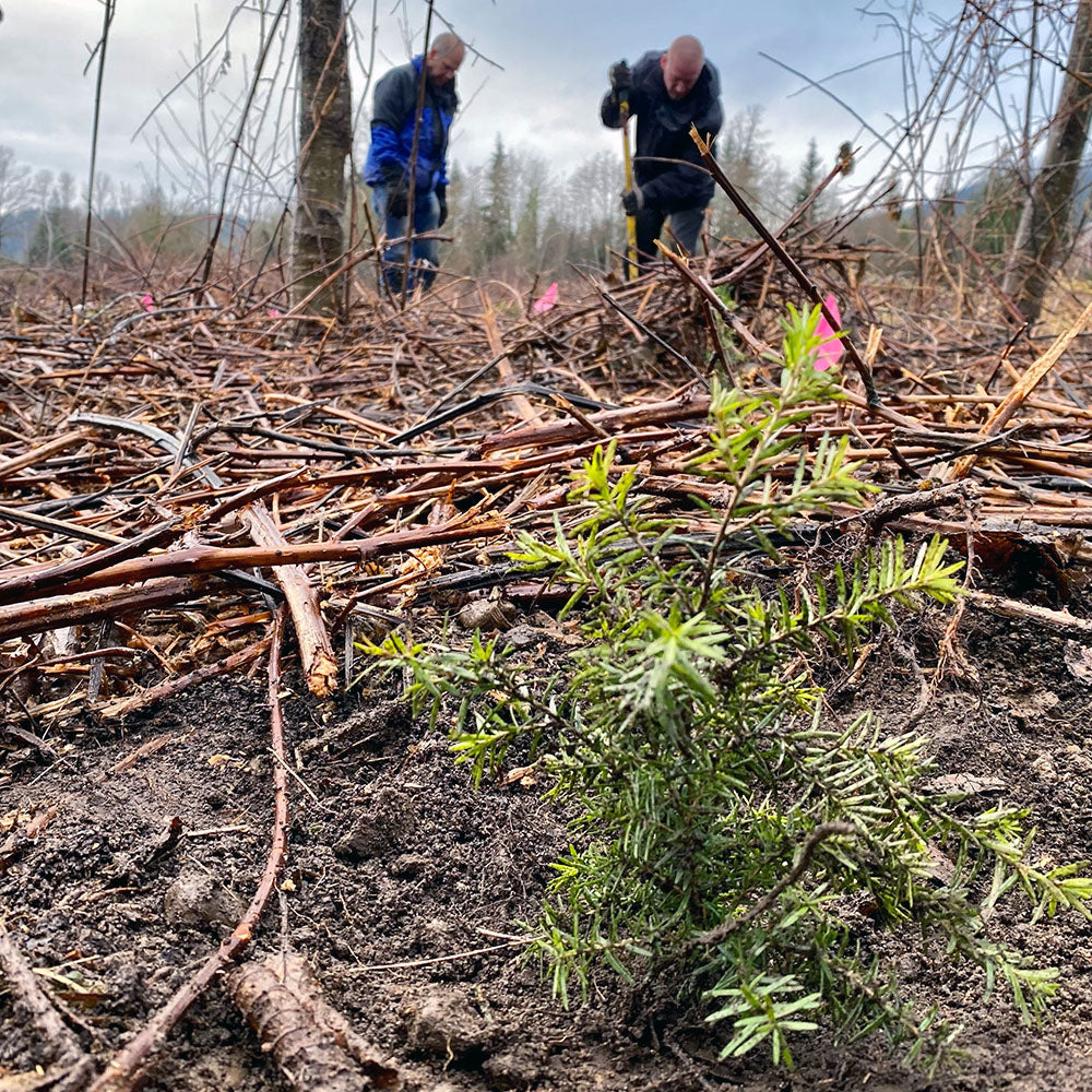 Joe and Scott from PNW KYNE planting trees