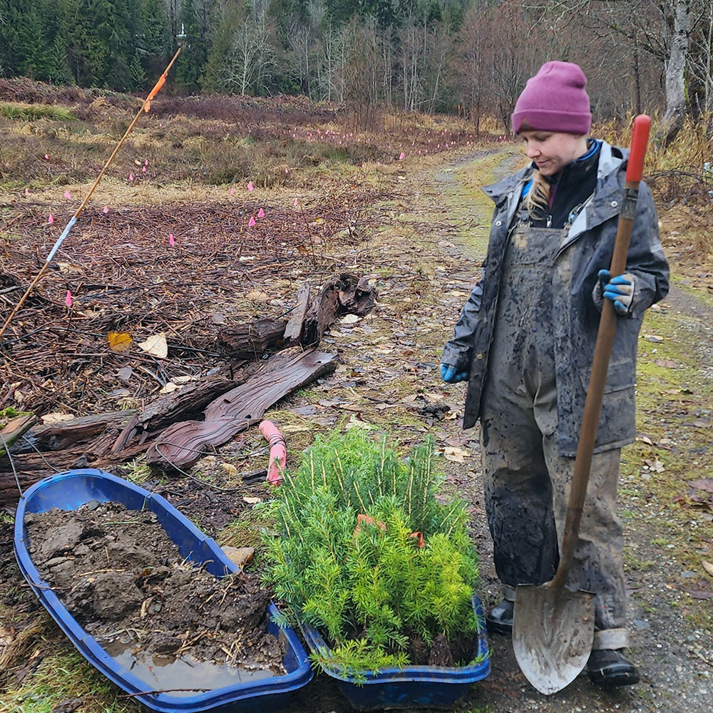 Trees waiting to be planted